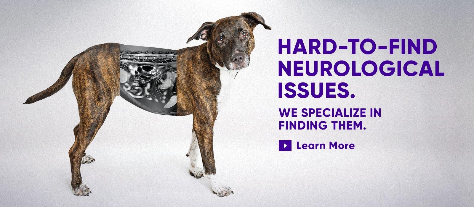 Canine Neurology